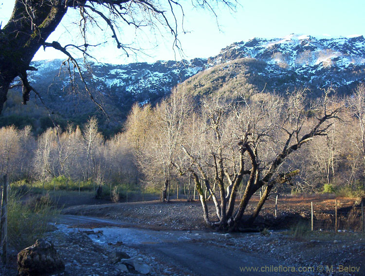 An image of a tree at the entrance of the Radal Siete Tasas National Park, Chile.